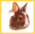 kaninchen_kl kaninchen_kl